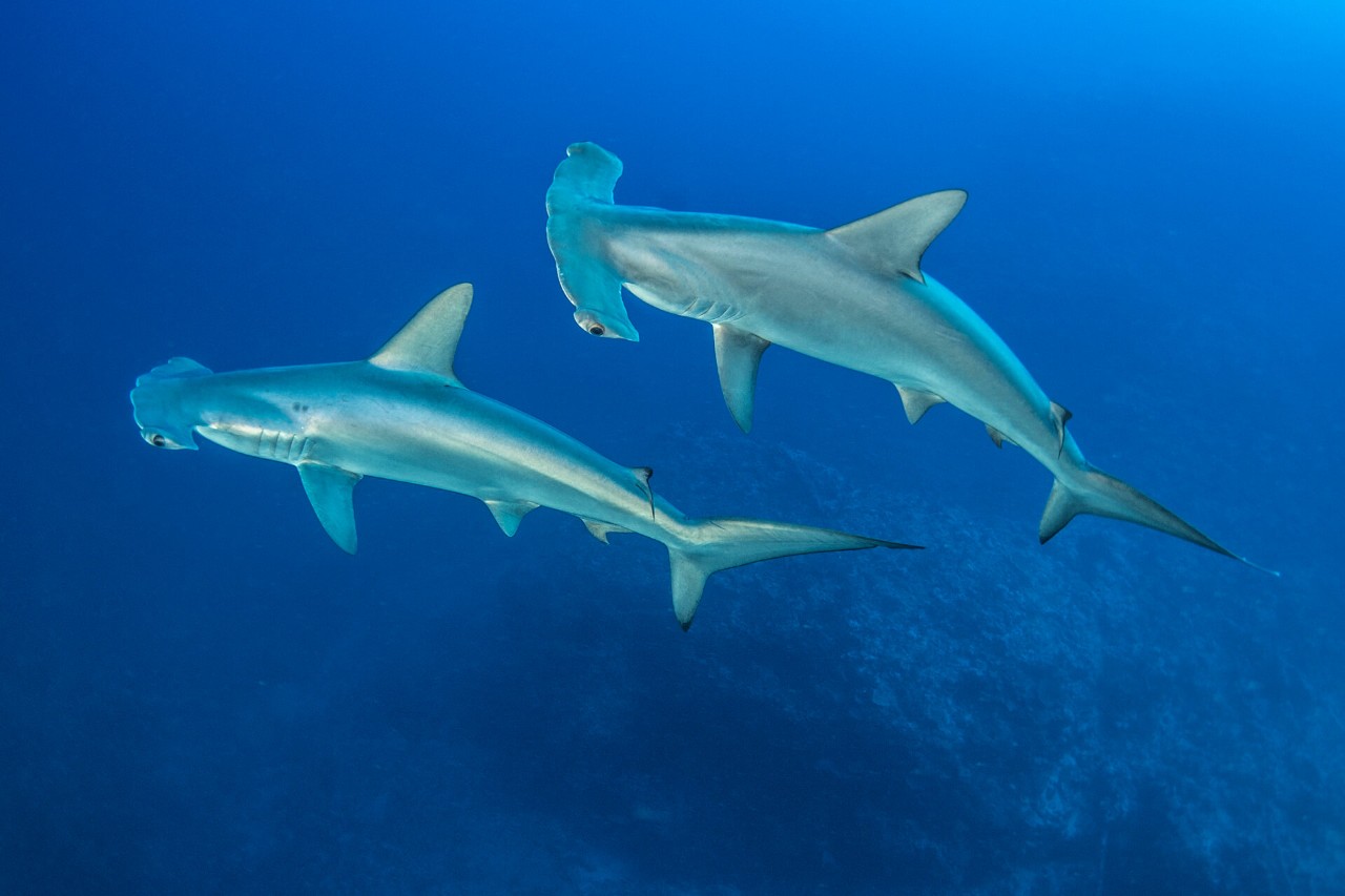shark Sharks