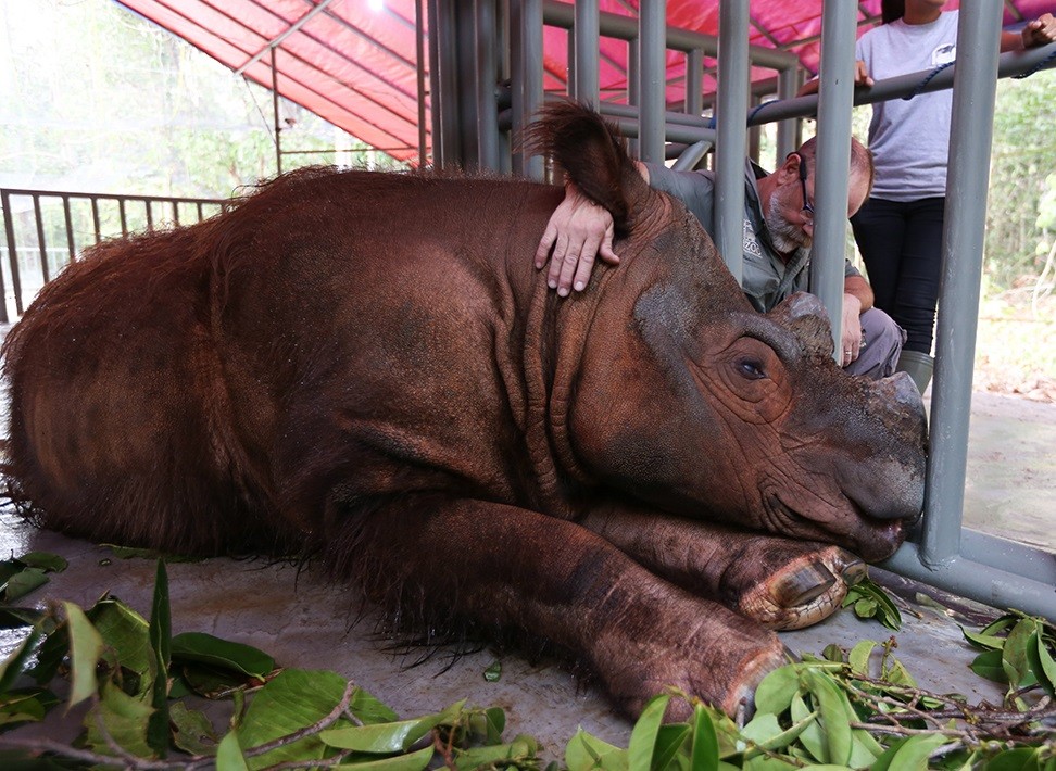 rhino-1-1 Harry the rhino