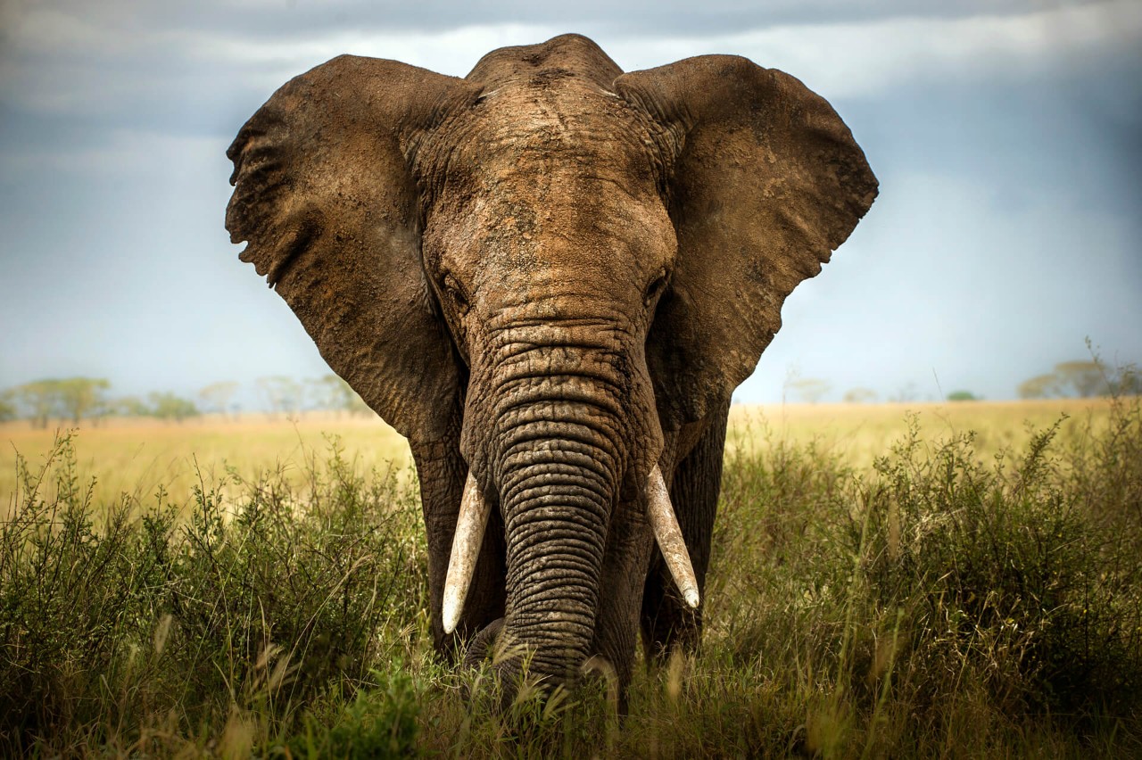 elephant Elephant