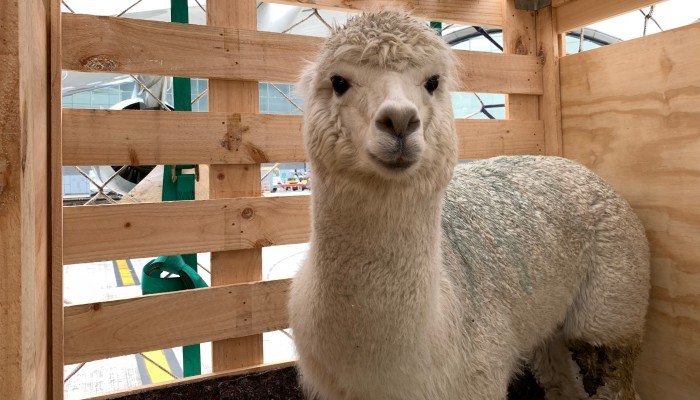 alpaca-1 Alpaca