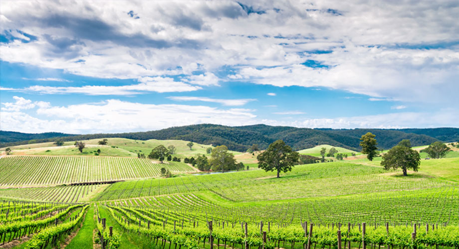 Vineyards in Barossa, Australia