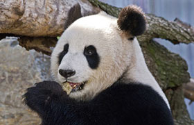 Adelaide Zoo, Things to Do in Adelaide