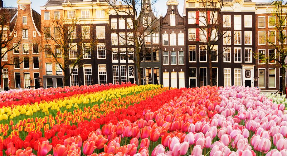 A field of tulips in Amsterdam