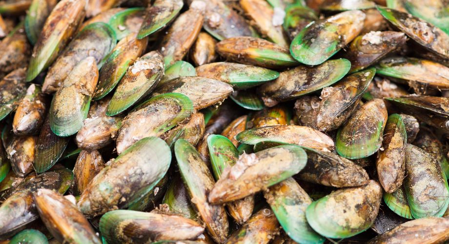 Frische Muscheln
