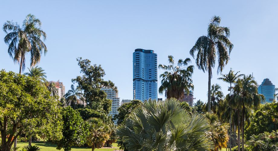 Green grass and palm trees in Brisbane’s City Botanical Gardens