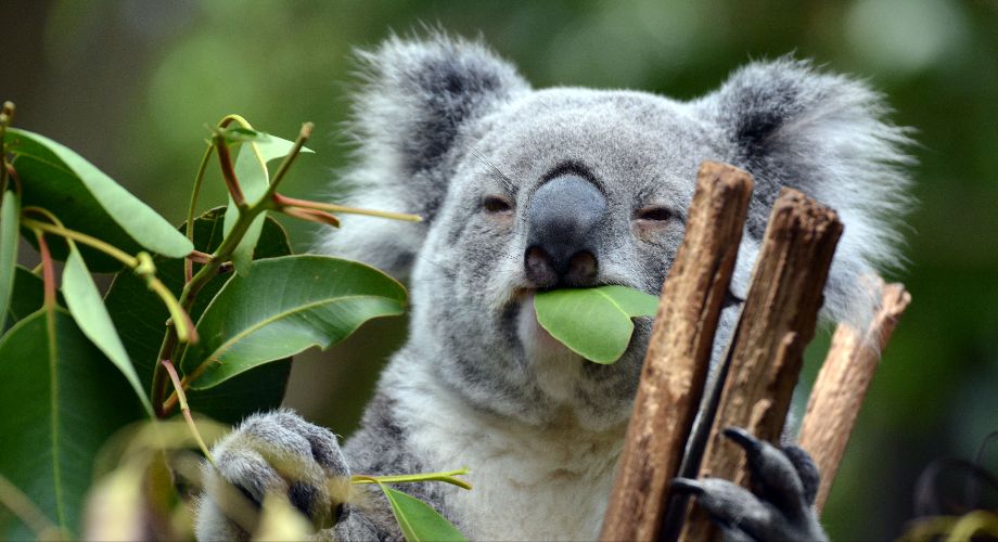 A Koala at the Lone Pine Koala Sanctuary in Brisbane