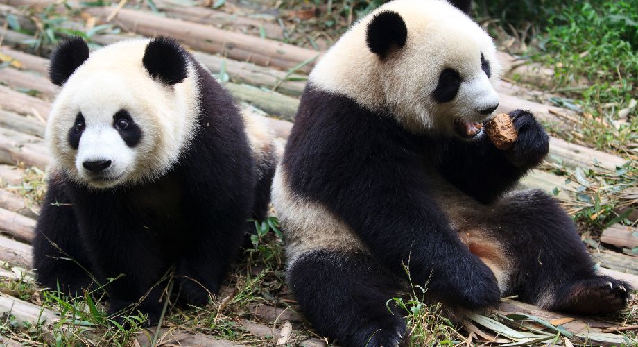 Dois pandas gigantes no centro de pesquisa de pandas gigantes de Chengdu