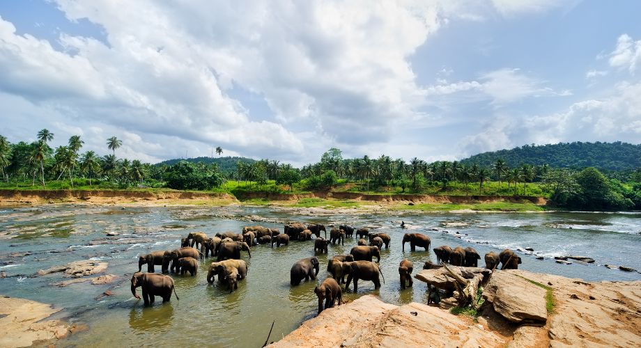 A herd of elephants at the Pinnawela Elephant Orphanage near Colombo