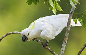 Western Lung Fu Shan Yellow Crested Cockatoo See