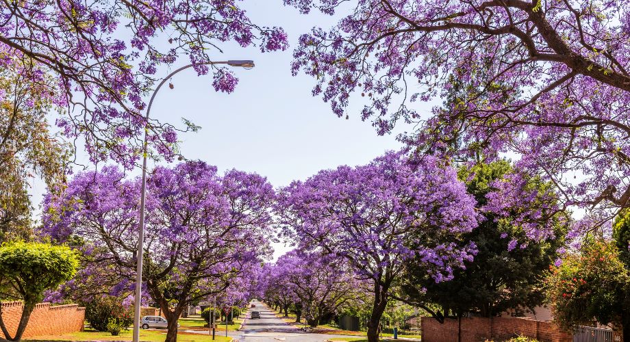 Purple blooms of jacaranda on a street in Johannesburg