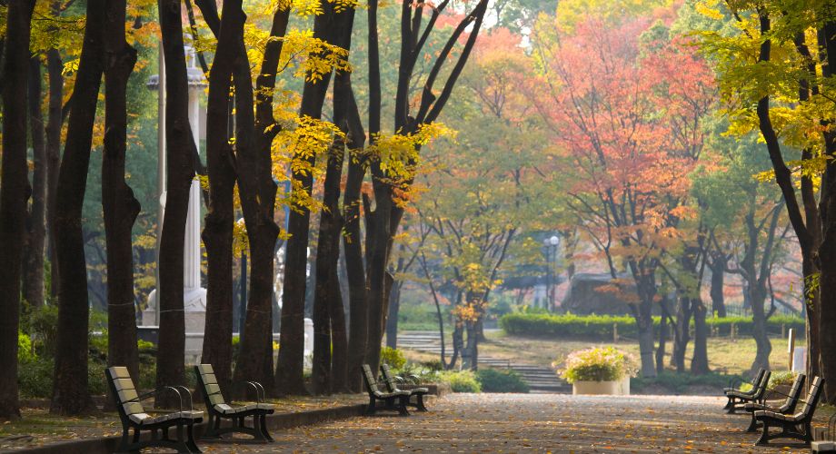 在秋天的名古屋久屋大通公園內的林蔭大道