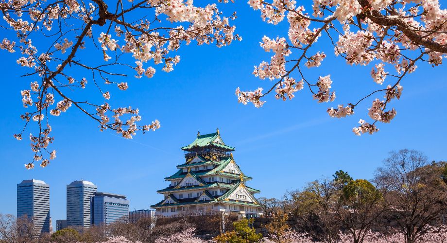 Osaka Castle surrounded by cherry blossoms on a clear day