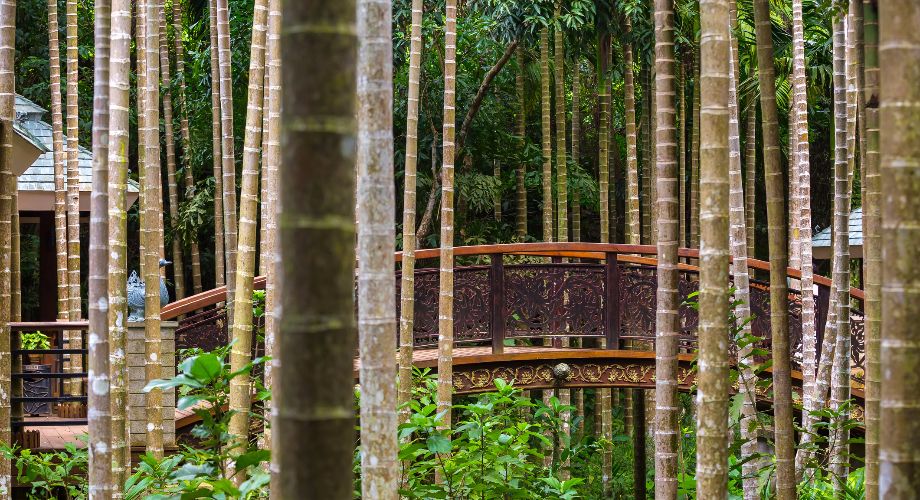 Arboleda y puente en el parque forestal del paraíso tropical de la bahía de Yalong, en Sanya