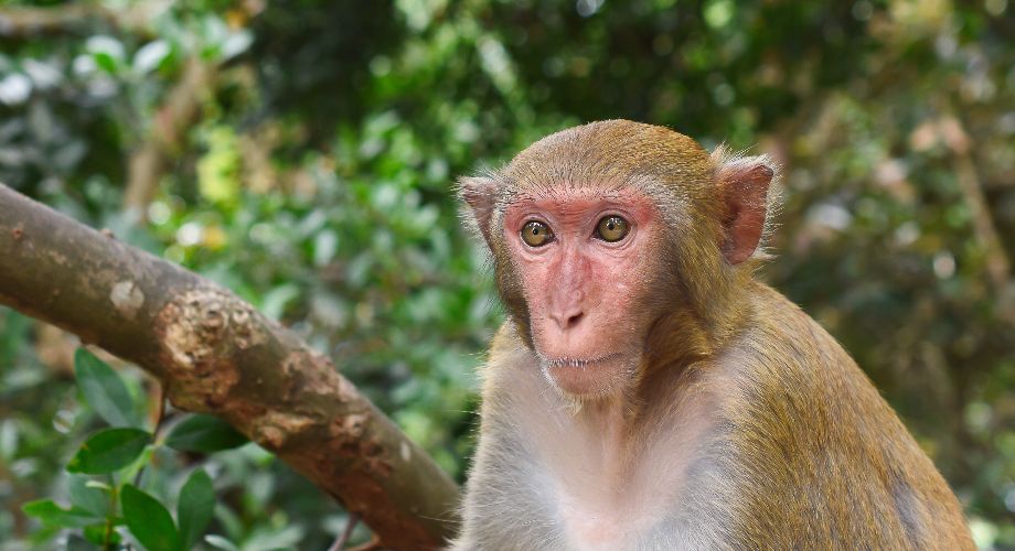 Mono macaco en la isla de los monos de Nanwan, al sur de la isla de Hainan, cerca de Sanya