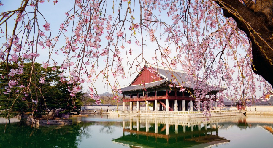 Les cerisiers en fleurs dans le parc du palais Gyeongbokgung