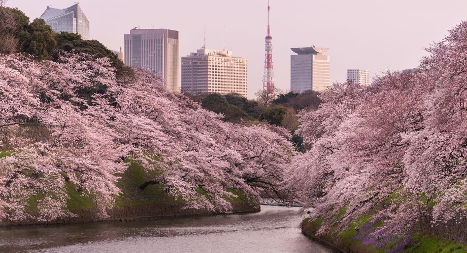 Rosafarbene Kirschblüten um die Burggräben der ehemaligen Burg Edo in Tokio