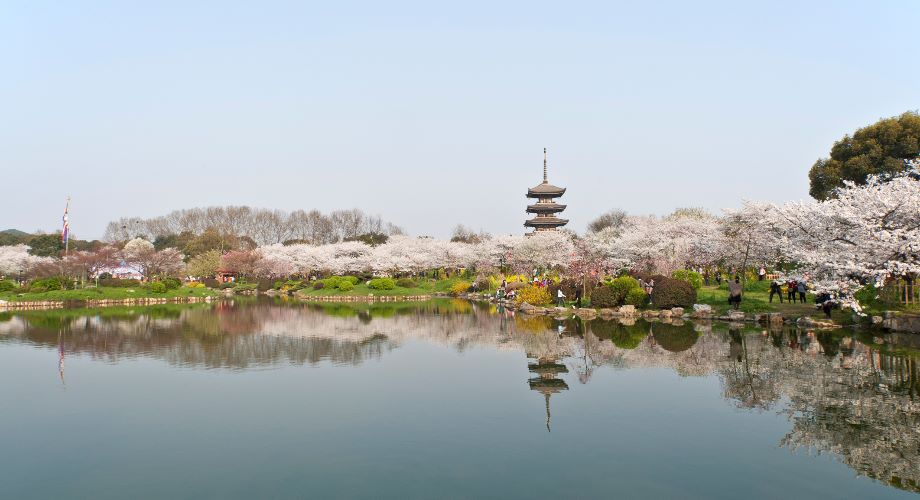 Cherry blossom around water at East Lake Park in Wuhan, China