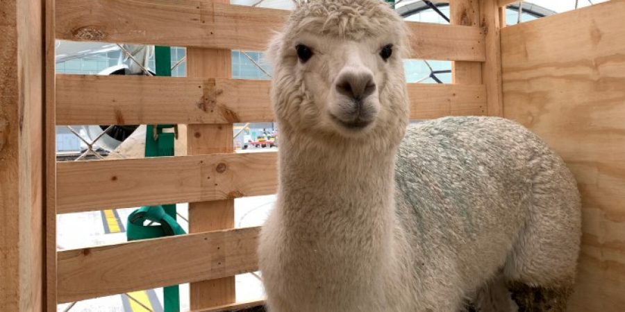 Hong Kong’s first alpacas arrive by air
