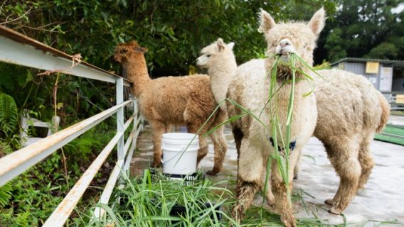 alpaca