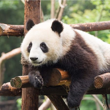 Chengdu