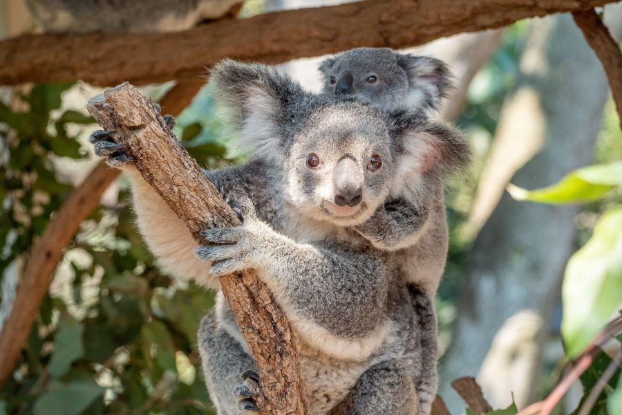Koala habitat conservation tour 