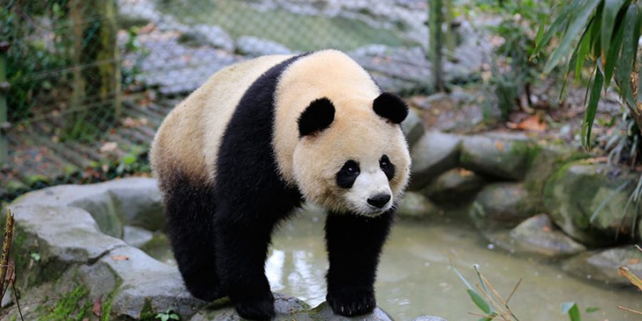 Step into the world of giant pandas