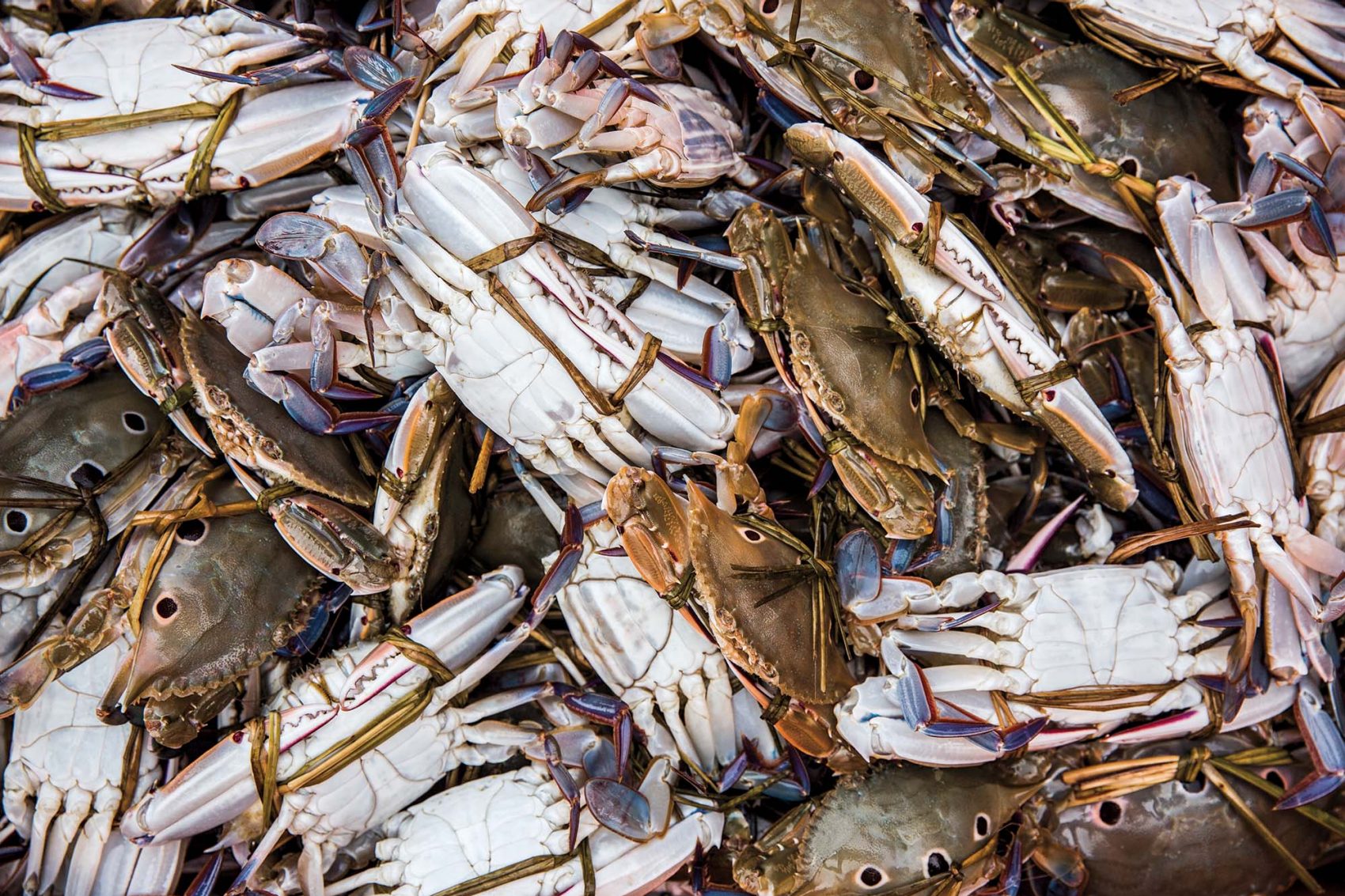 fresh crab