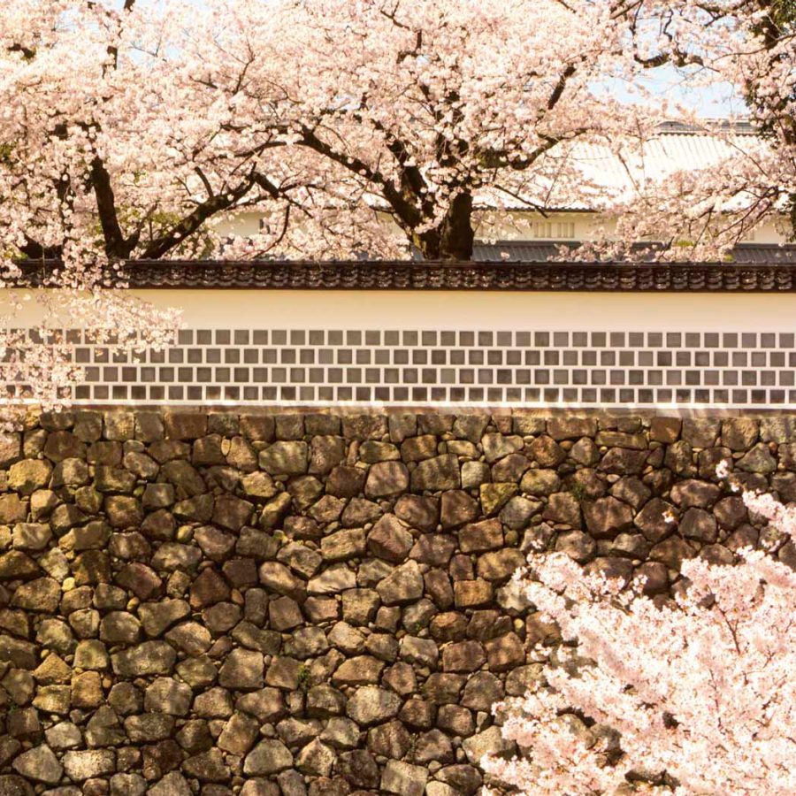Cherry blossoms in Kanazawa