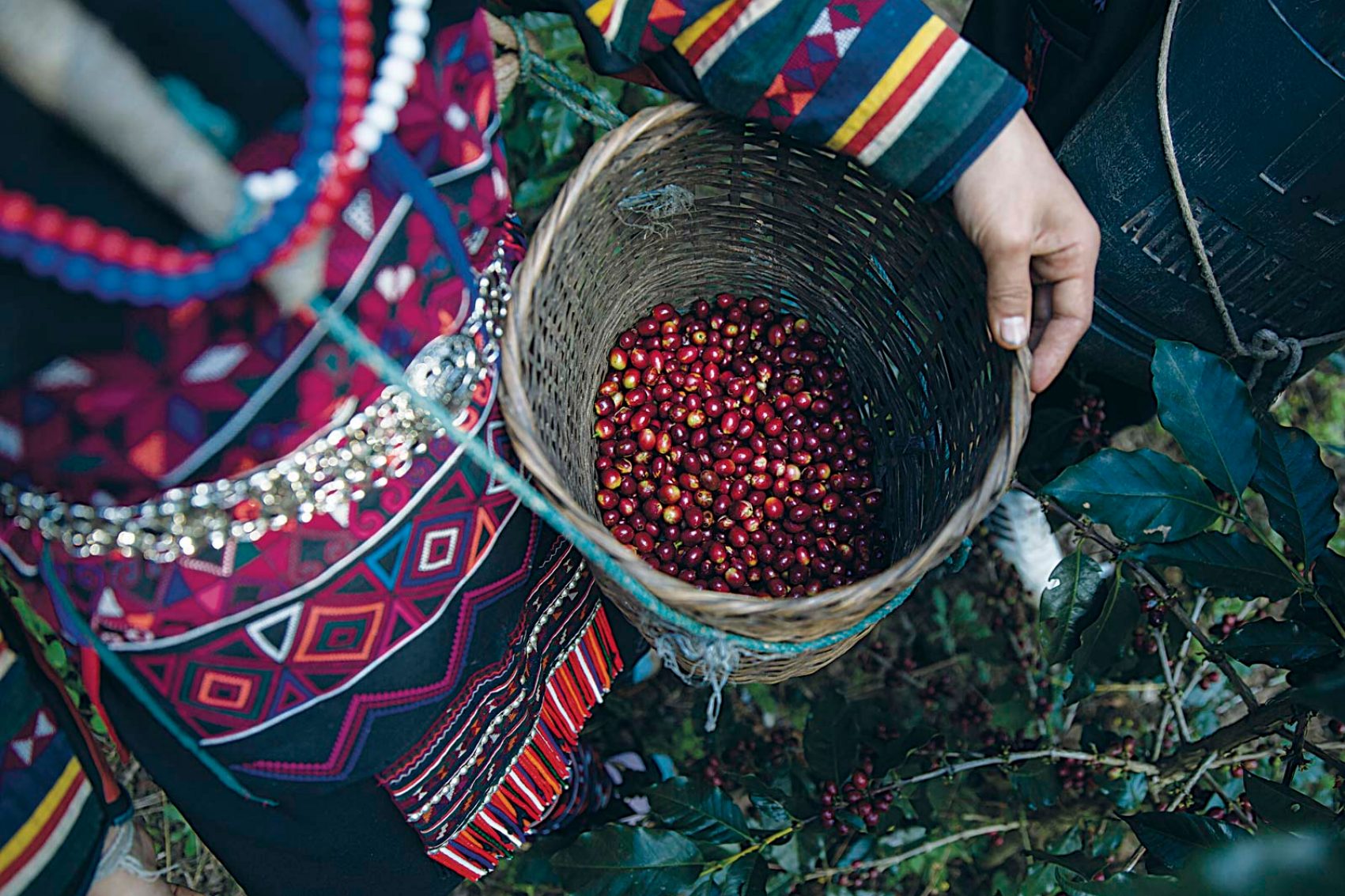 Coffee beans