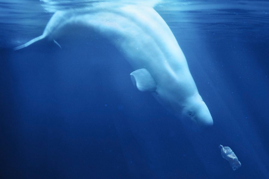 Still from Craig Leeson's film about plastic in the ocean