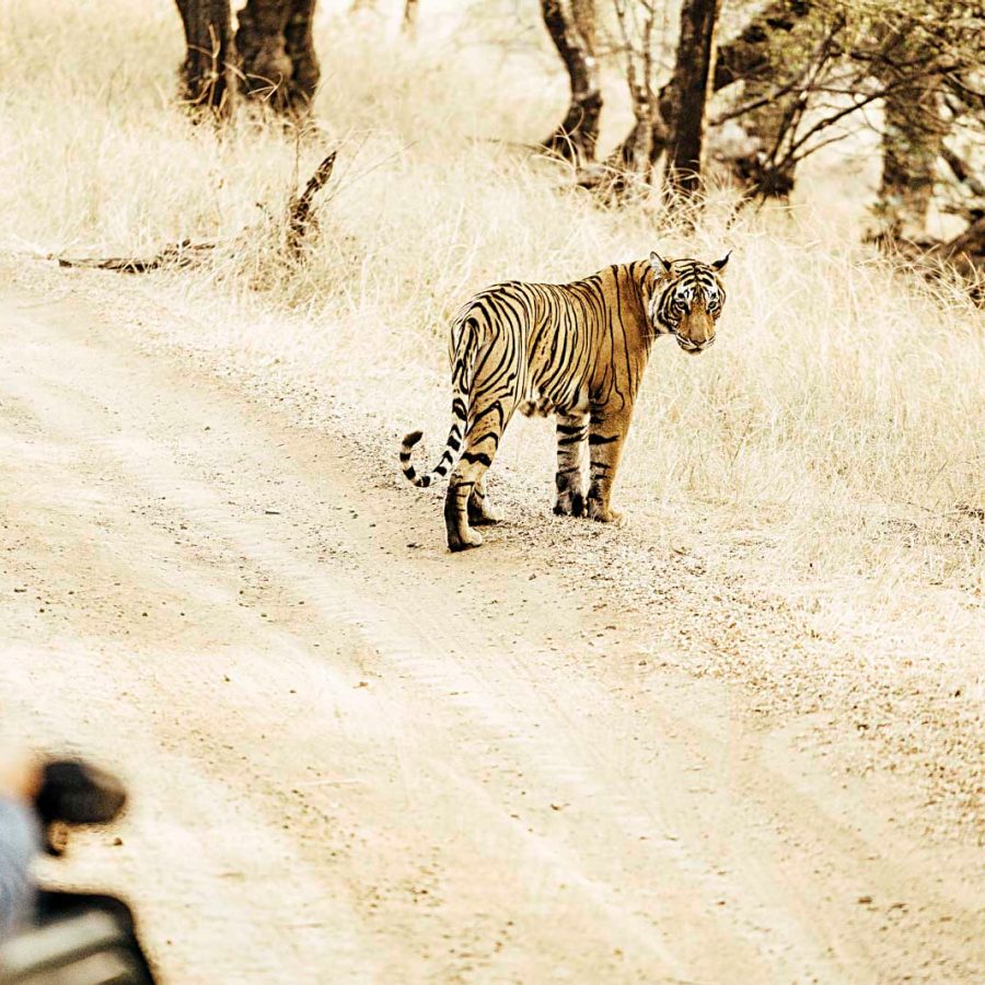 Tiger