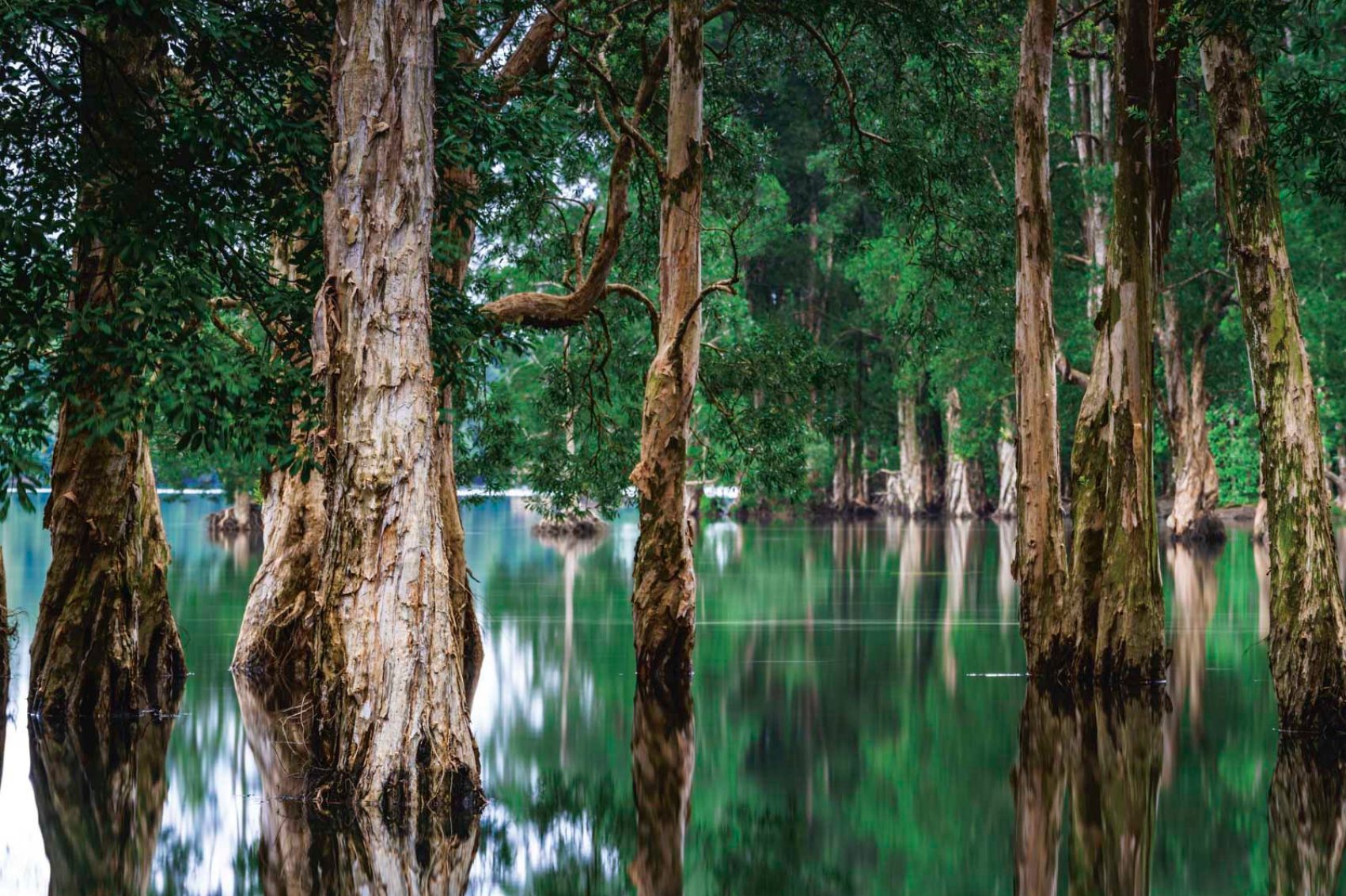 Shing Mun Reservoir, Shing Mun Country Park