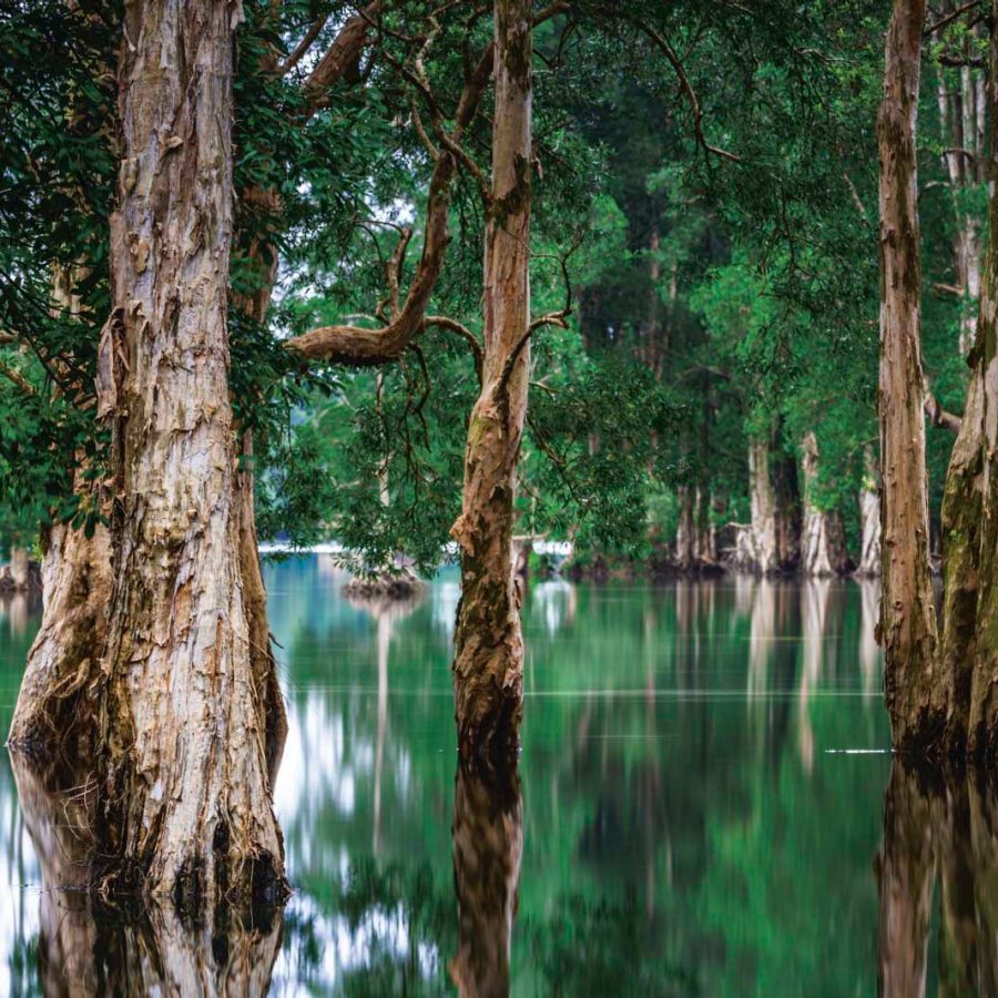 Shing Mun Reservoir, Shing Mun Country Park