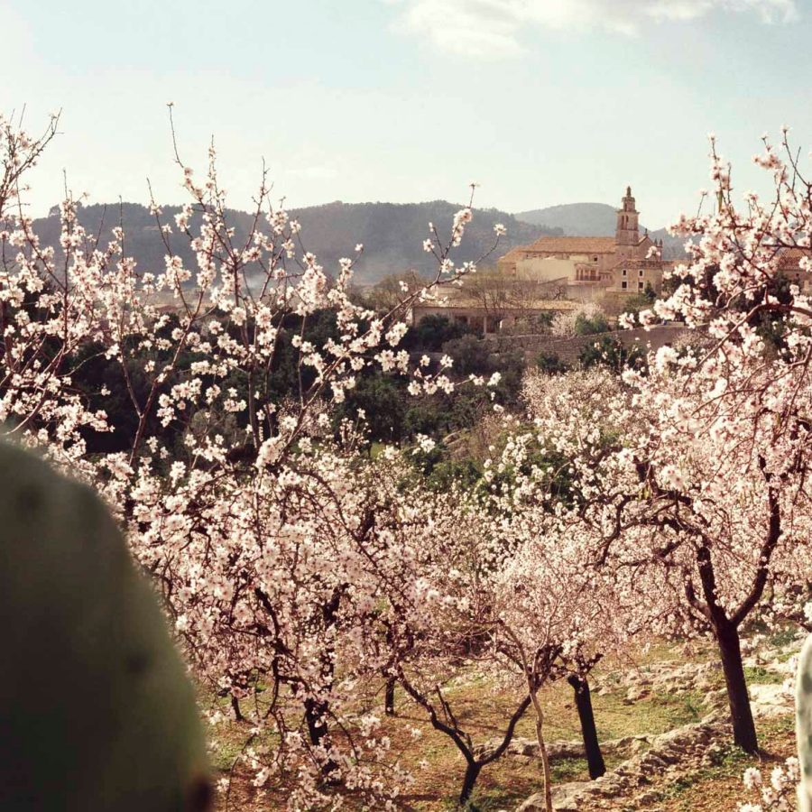 Almond Blossom
