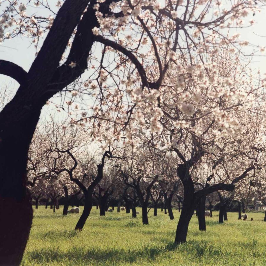 Almond Blossom