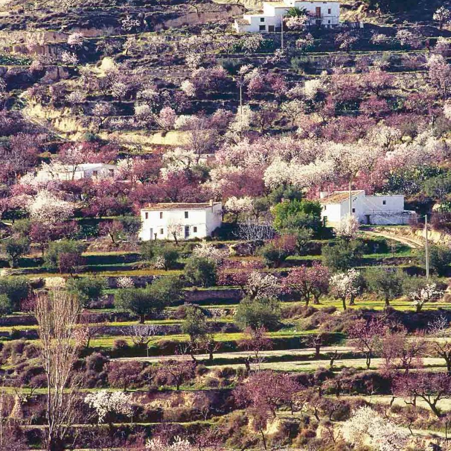 Almond Blossom