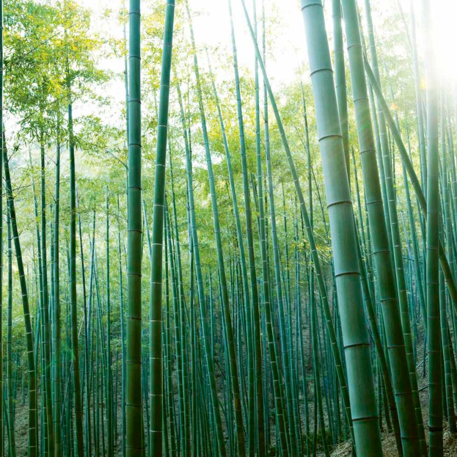 Bamboo forests at Moganshan