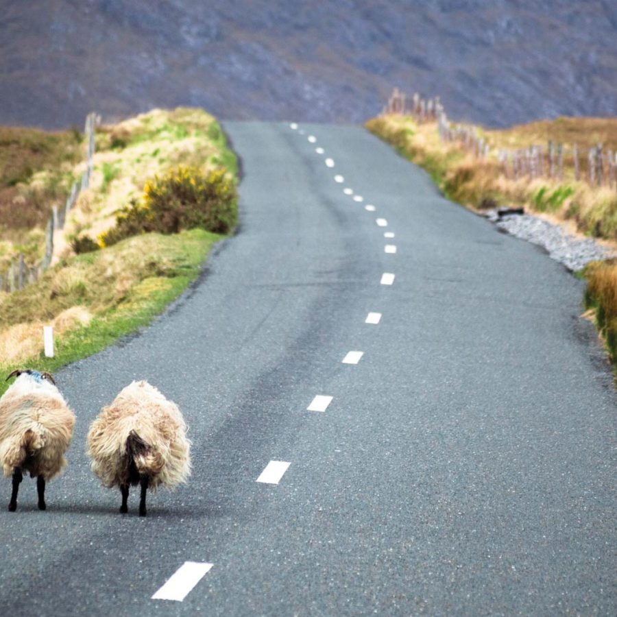 Sheep on the road