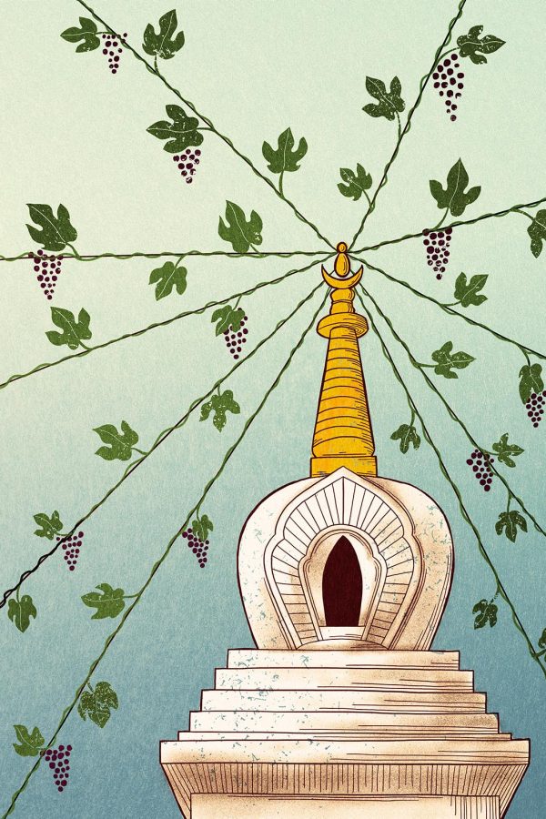 An illustration of growing grapes in Shangri-La, China. Illustration: Christina Chung