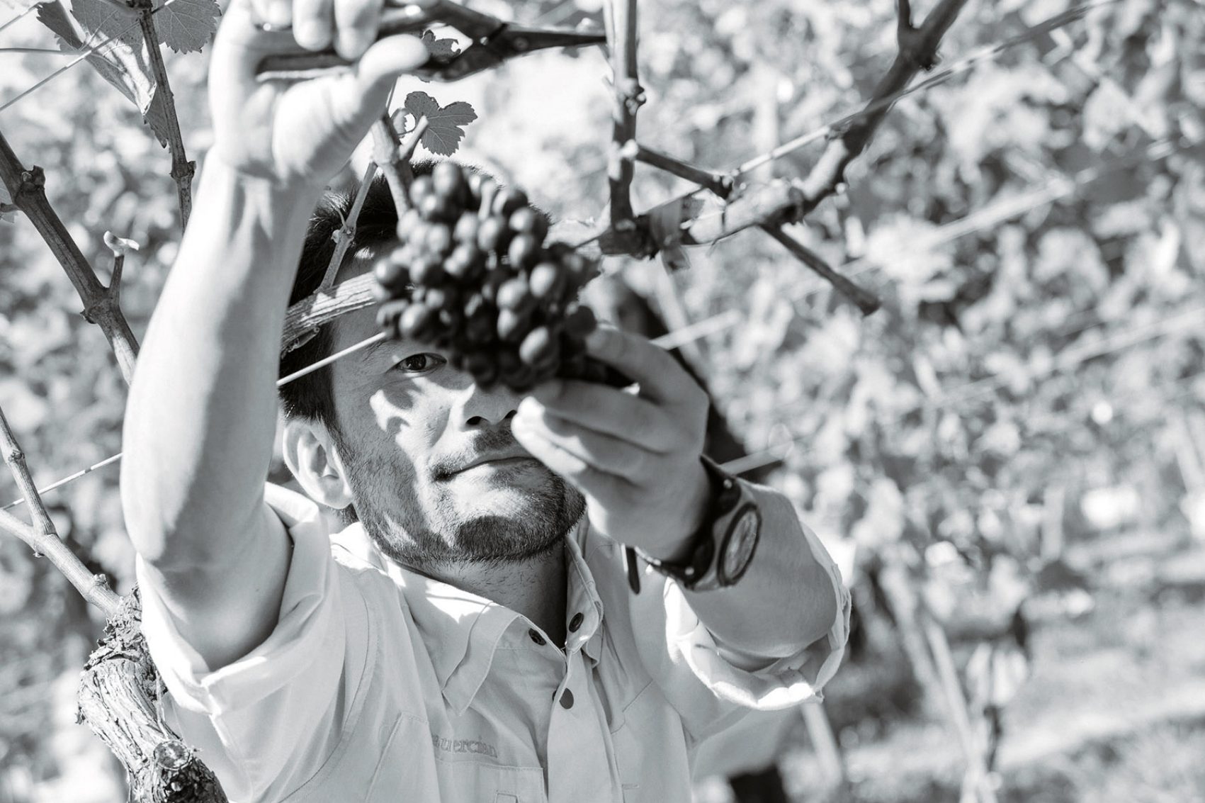A man harvests a bunch of grapes at Chateau Mercian, Japan.