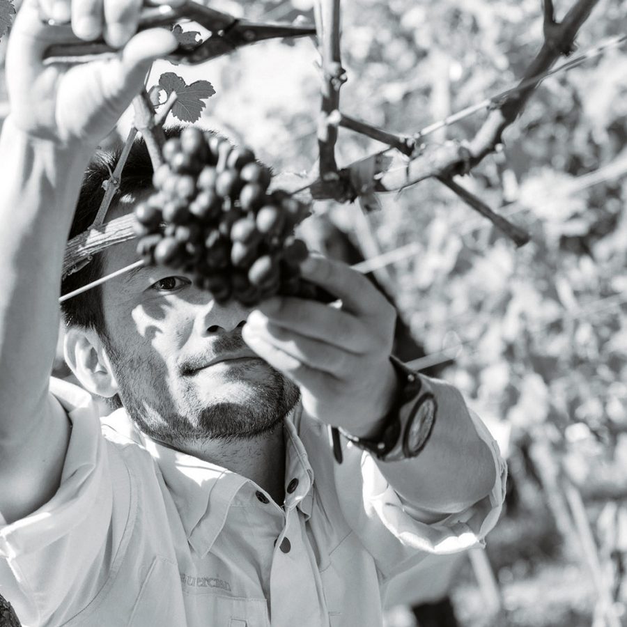 A man harvests a bunch of grapes at Chateau Mercian, Japan.