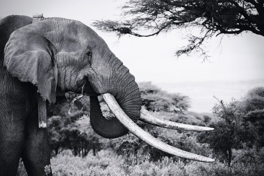 Kenya