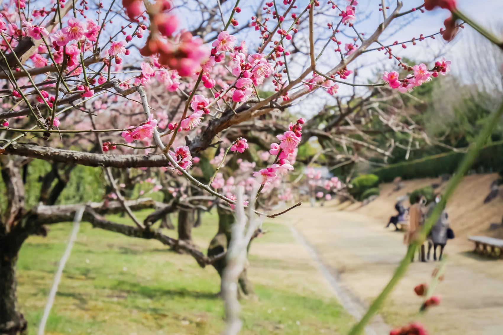 Cherry blossoms in Nagoya
