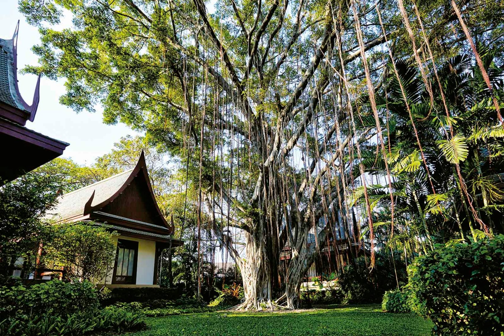 A large tree in the middle of a lush green garden with hanging veins next to a resort villa in Chiva Som Hua Hin, Thailand
