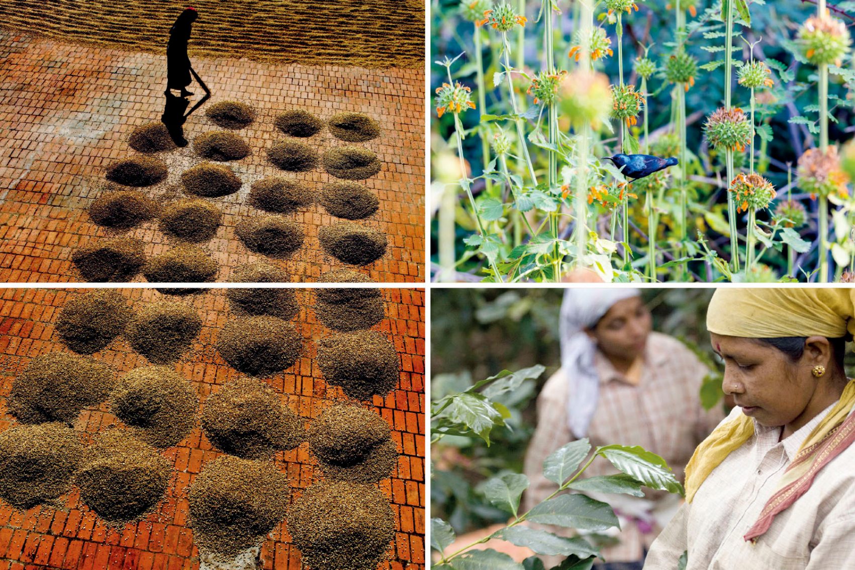 Sustainable India: A secret nature trail