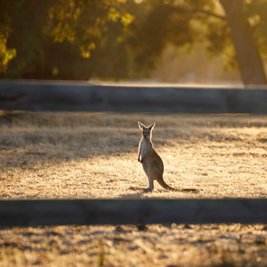 Kangaroos in Margaret River, Australia.