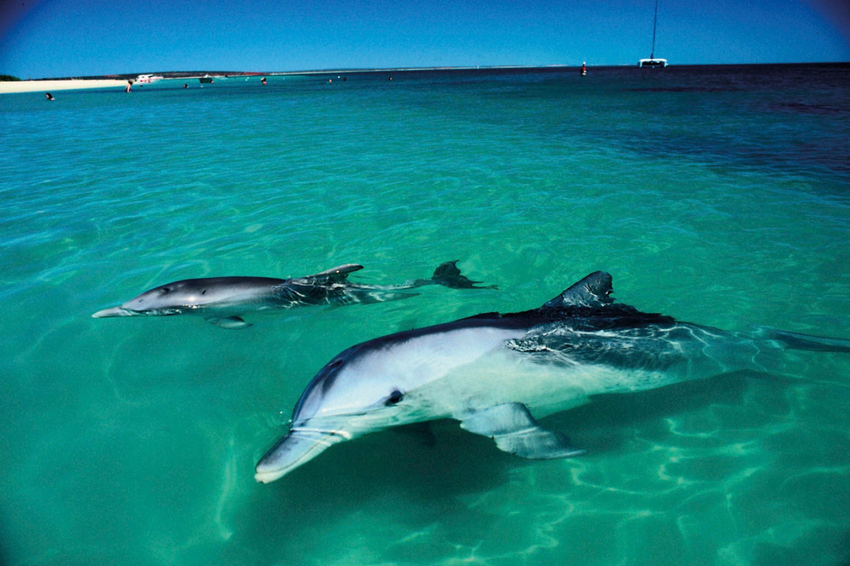 Two dolphins in the water near the beach