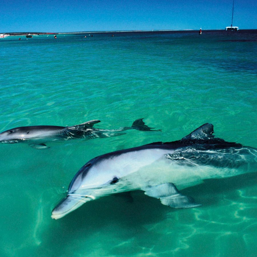 Two dolphins in the water near the beach