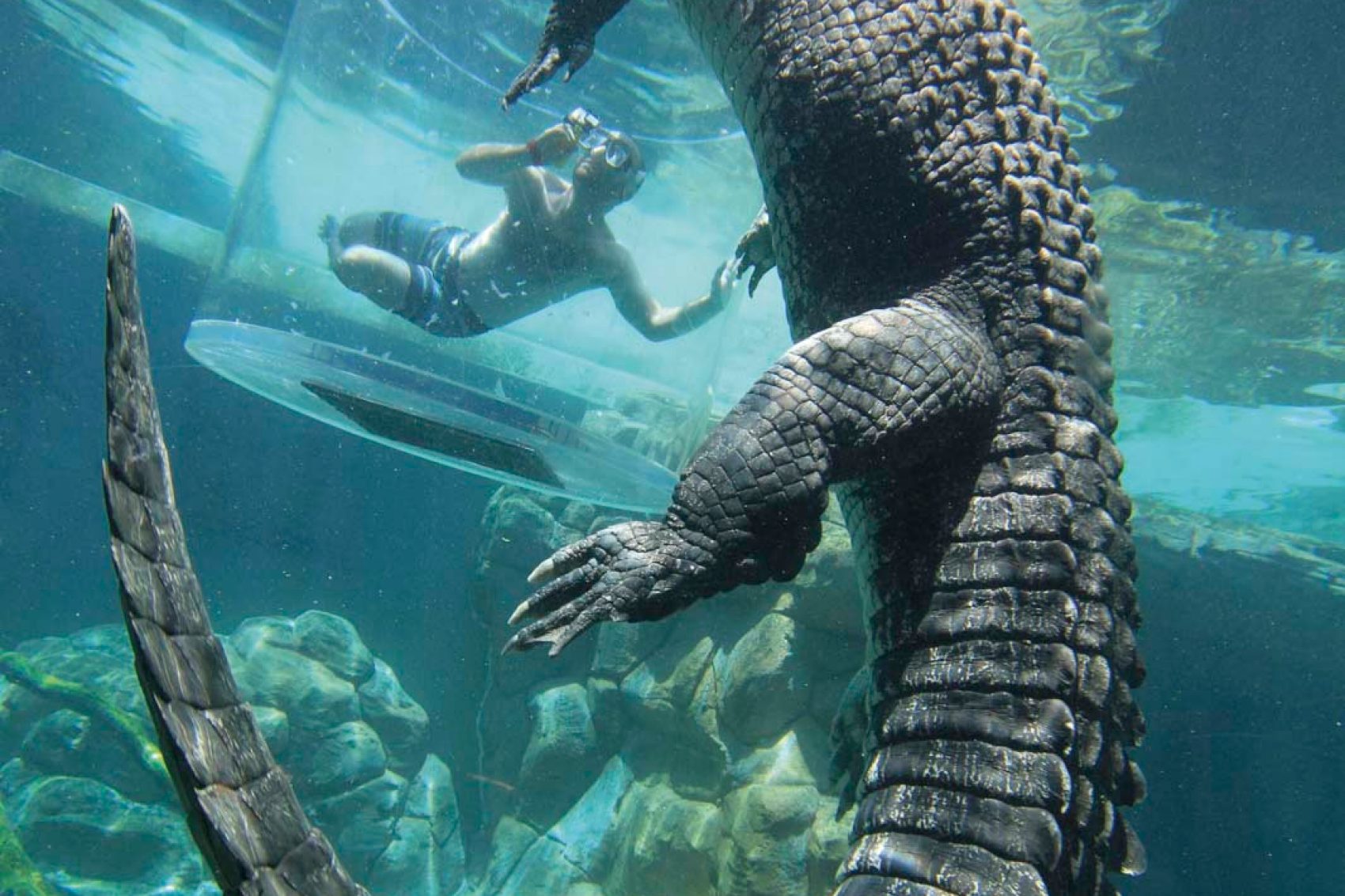 Crocodile in the water and human swimming in a glass cage