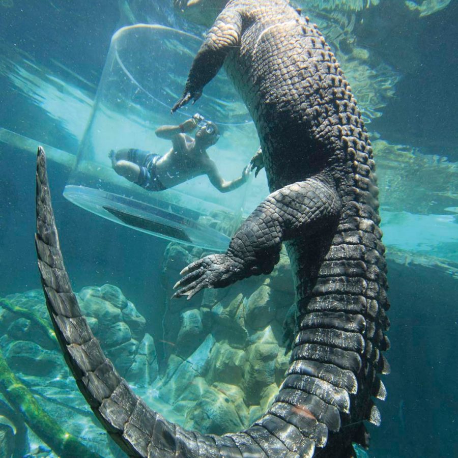 Crocodile in the water and human swimming in a glass cage